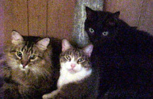 3cats.jpg