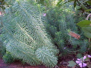 cypressplant.jpg