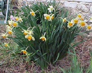 daffodils1.jpg