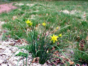 daffodilshh.jpg