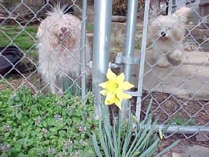 flowerdogs.jpg