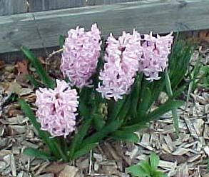 hyacinths.jpg