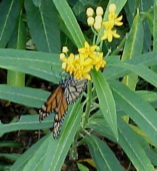 monarchbutterfly.jpg