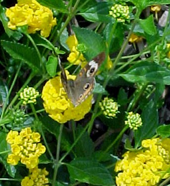 yellowbutterfly.jpg